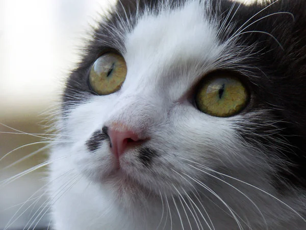 Retrato Gato Bonito — Fotografia de Stock