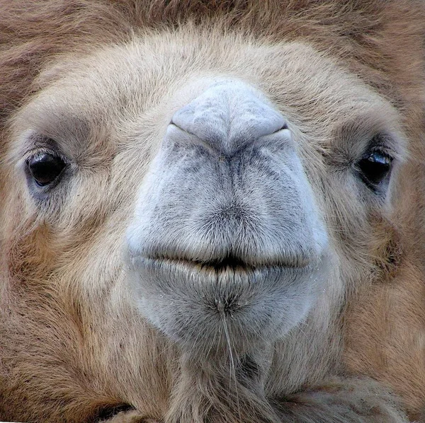 Het Wiedermaal Dierentuin — Stockfoto