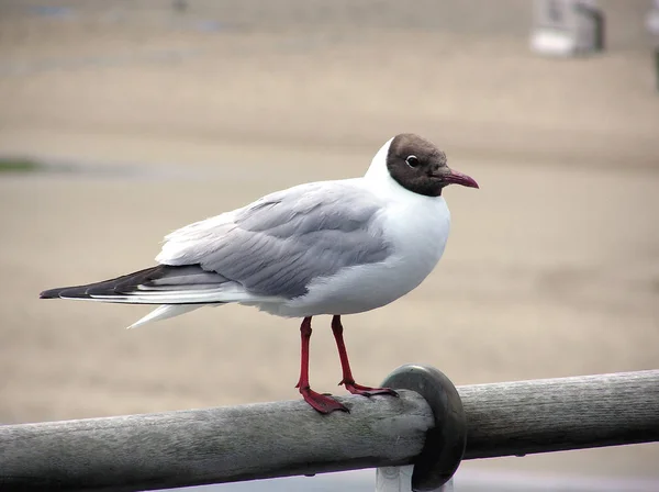 Malerischer Blick Auf Schöne Süße Möwe Vogel — Stockfoto