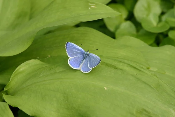 Adonis Blue Lysandra Belar — Stock fotografie