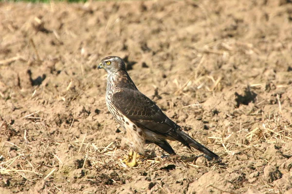 Schilderachtig Uitzicht Majestueuze Buizerd Roofdier — Stockfoto