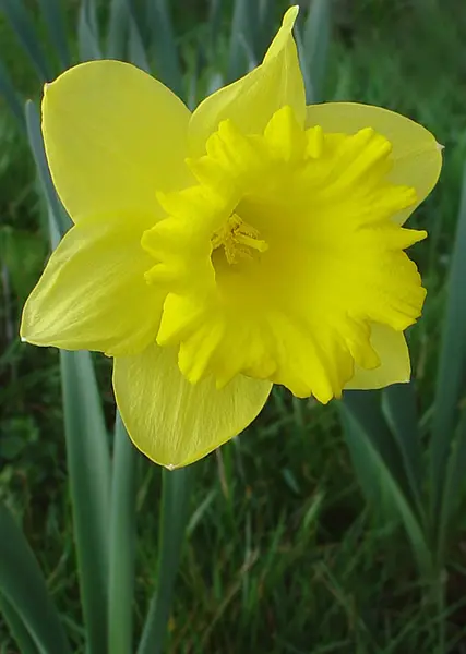 Narcissus Blommor Blomblad — Stockfoto