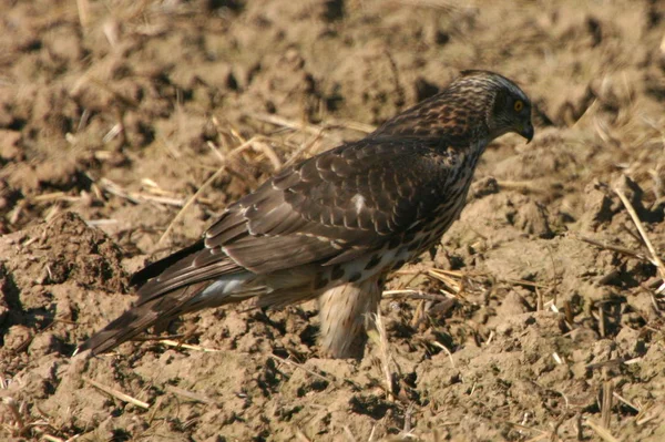 Scenic View Majestic Buzzard Predator — Stock Photo, Image