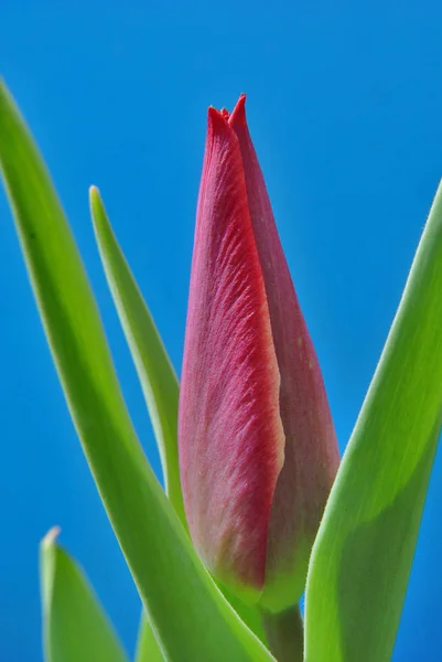 Vue Panoramique Belle Fleur Tulipe — Photo