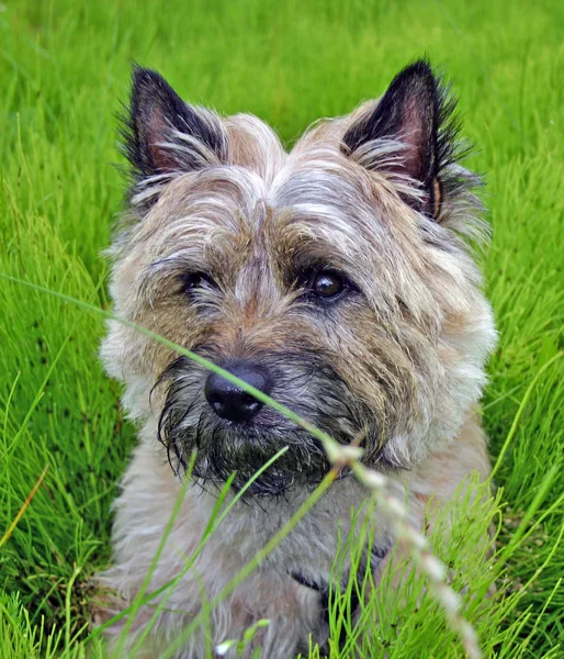 Retrato Cão Bonito — Fotografia de Stock