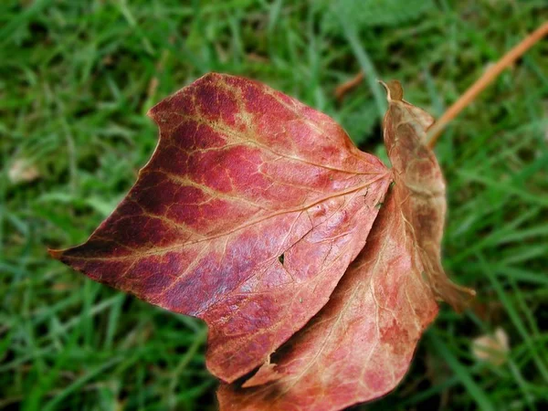 Prachtig Kleurrijk Herfstblad — Stockfoto