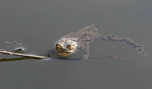 Pad Reptiel Kikker Amfibie Dier — Stockfoto