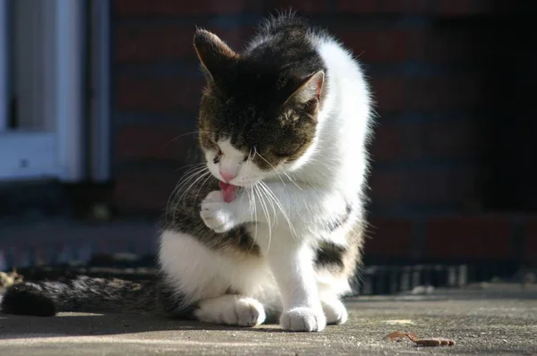 Ritratto Gatto Carino — Foto Stock