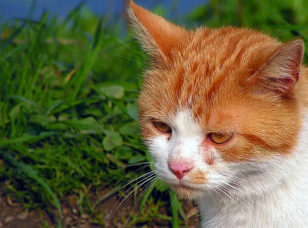 Gato Juguetón Divertido Animal Mascota Concepto —  Fotos de Stock