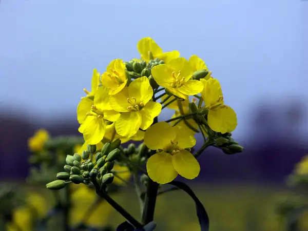 Krásné Kvetoucí Květiny Příroda Pozadí — Stock fotografie