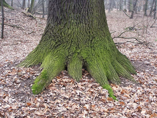 Belle Vue Sur Les Paysages Naturels — Photo