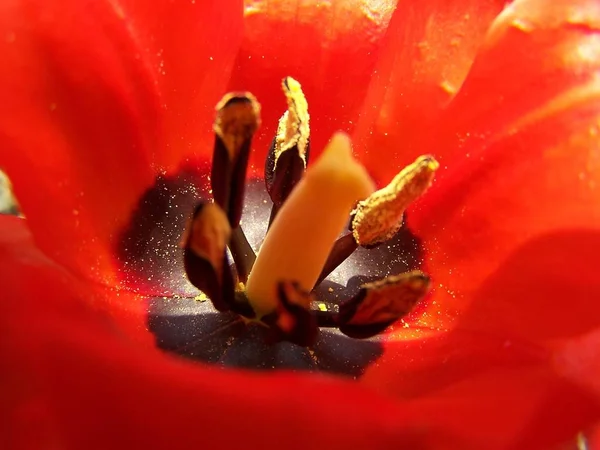 Bellissimi Fiori Sfondo Concetto Floreale — Foto Stock