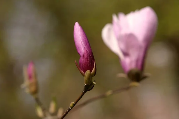 Magnólia Virágszirmok Tavaszi Flóra — Stock Fotó