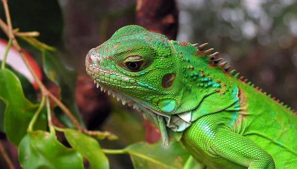 lizard animal, iguana reptile