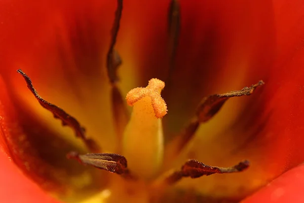 Tulipán Flores Pétalos Primavera Flora — Foto de Stock