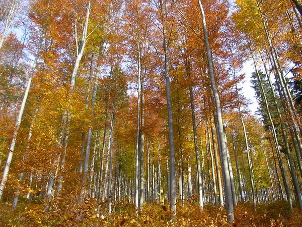 Forest Trees Mature Wood — Stock Photo, Image