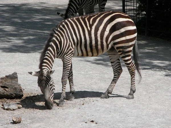 Çizgili Zebra Hayvanı Memeli — Stok fotoğraf