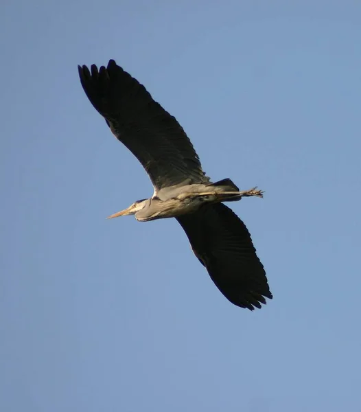 Naturskön Utsikt Över Åsnor Fåglar Naturen — Stockfoto