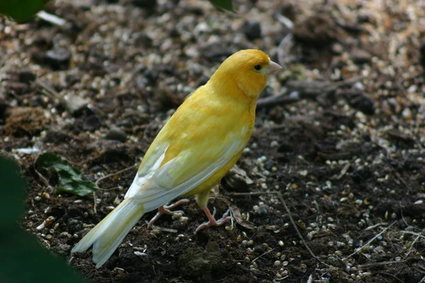 Vue Panoramique Bel Oiseau Nature — Photo