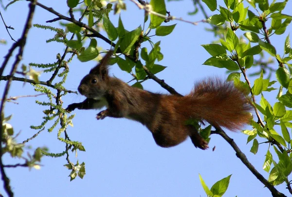 Flore Faune Écureuil Rongeur Écureuil Pelucheux — Photo