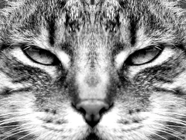 Portré Egy Aranyos Macska — Stock Fotó