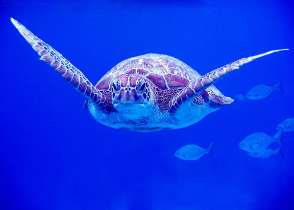 Tropische Schildkröte Tier Reptil — Stockfoto