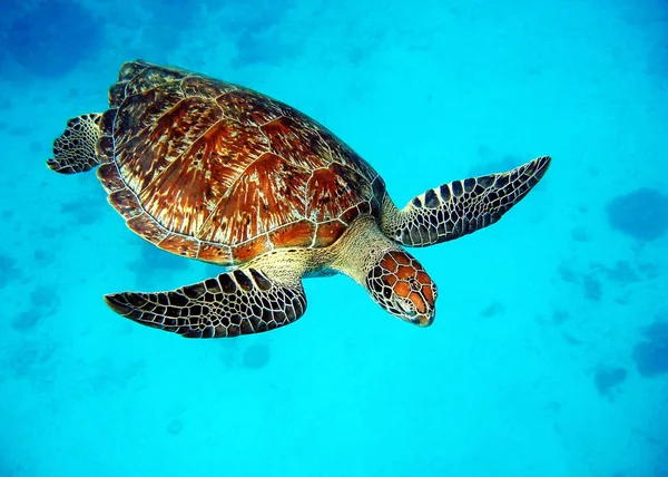 Marine Thema Tapete Tageslicht Aufnahme — Stockfoto