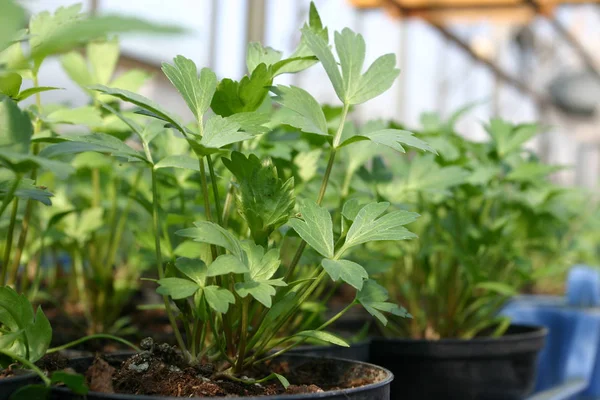 Schöne Botanische Aufnahme Natürliche Tapete — Stockfoto