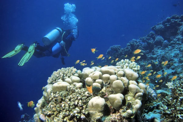 サンゴ礁の上に浮かぶ — ストック写真