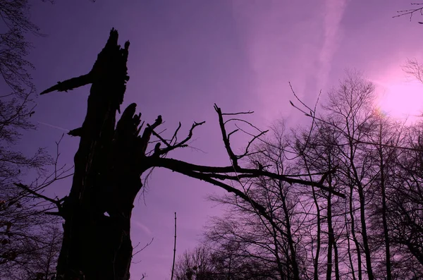 Alter Baum Vom Blitz Getroffen Und Ausgebrannt — Stockfoto