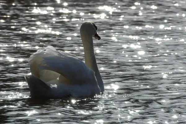 Scenic View Majestic Swan Nature — Stock Photo, Image