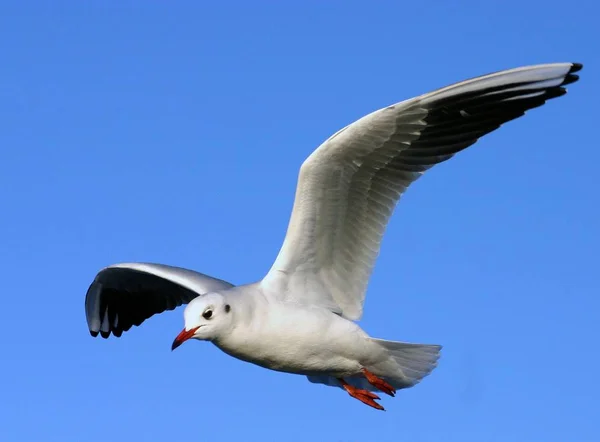 Vue Panoramique Bel Oiseau Nature — Photo