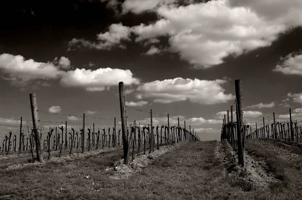 Wijngaardveld Voor Wijnstokken — Stockfoto