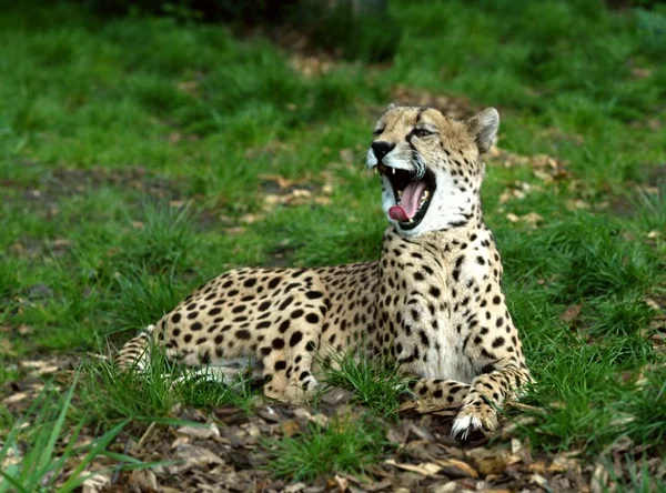 Ghepardo Maculato Predatore Grande Gatto — Foto Stock