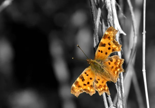 Vahşi Doğada Böceğe Yakın Çekim — Stok fotoğraf