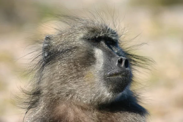 Monos Simios Animales Primarios — Foto de Stock