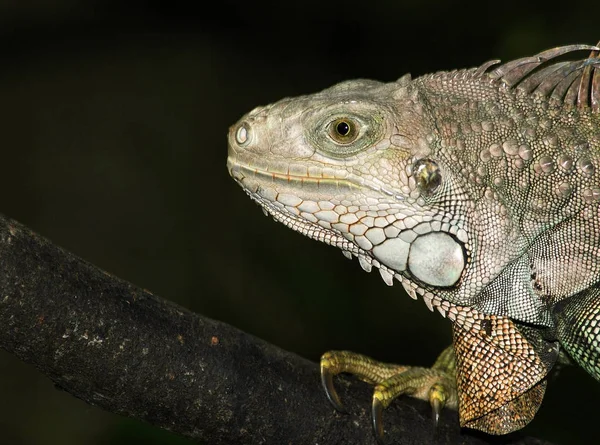 Lézard Animal Reptile Iguane — Photo