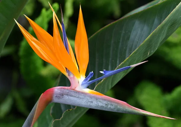 Strelitzia Perennial Plant — 스톡 사진