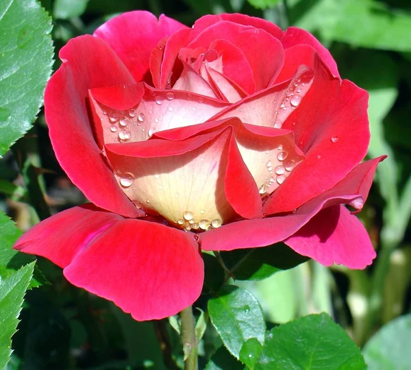 Bellissimi Fiori Sfondo Concetto Floreale — Foto Stock