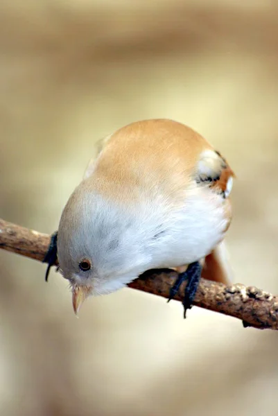 Pemandangan Indah Burung Titmouse — Stok Foto