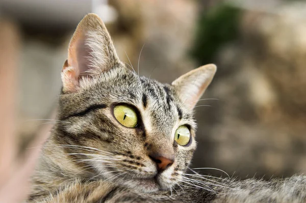 Retrato Lindo Gato — Foto de Stock