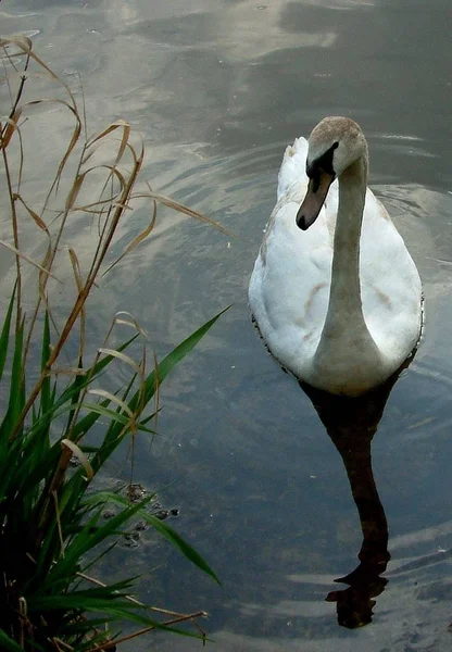 Naturskön Utsikt Över Gåsfågeln Naturen — Stockfoto