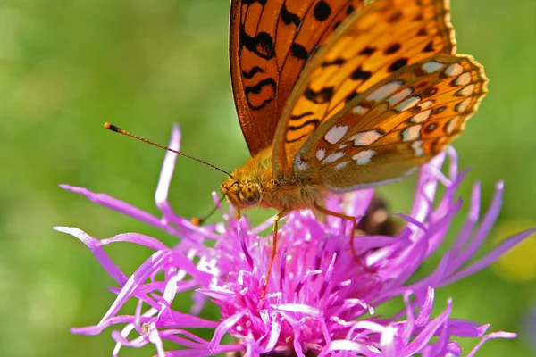 Vlinder Bloem Vlinder Insect Natuur Flora Fauna — Stockfoto