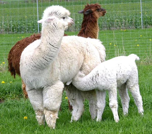 Animaux Domestiques Dans Les Pâturages Agricoles — Photo