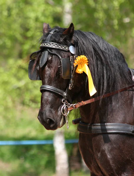 Chevaux Extérieur Jour — Photo