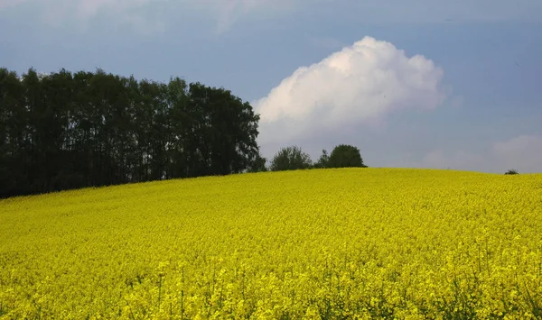 Hermosa Vista Naturaleza — Foto de Stock