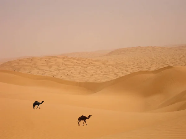 Arabische Woestijn Leeft Nog — Stockfoto