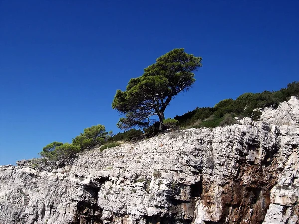 Pin Solitaire Sur Roche Stérile Prélevée Croatie Sur Île Lokrum — Photo