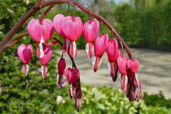 Рожева Квітка Серця — стокове фото