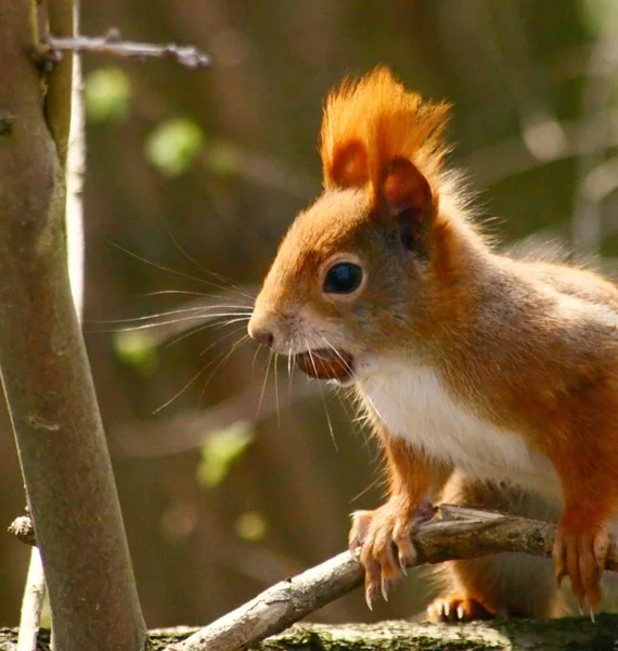 Flauschiges Eichhörnchen Tier Nagetier — Stockfoto